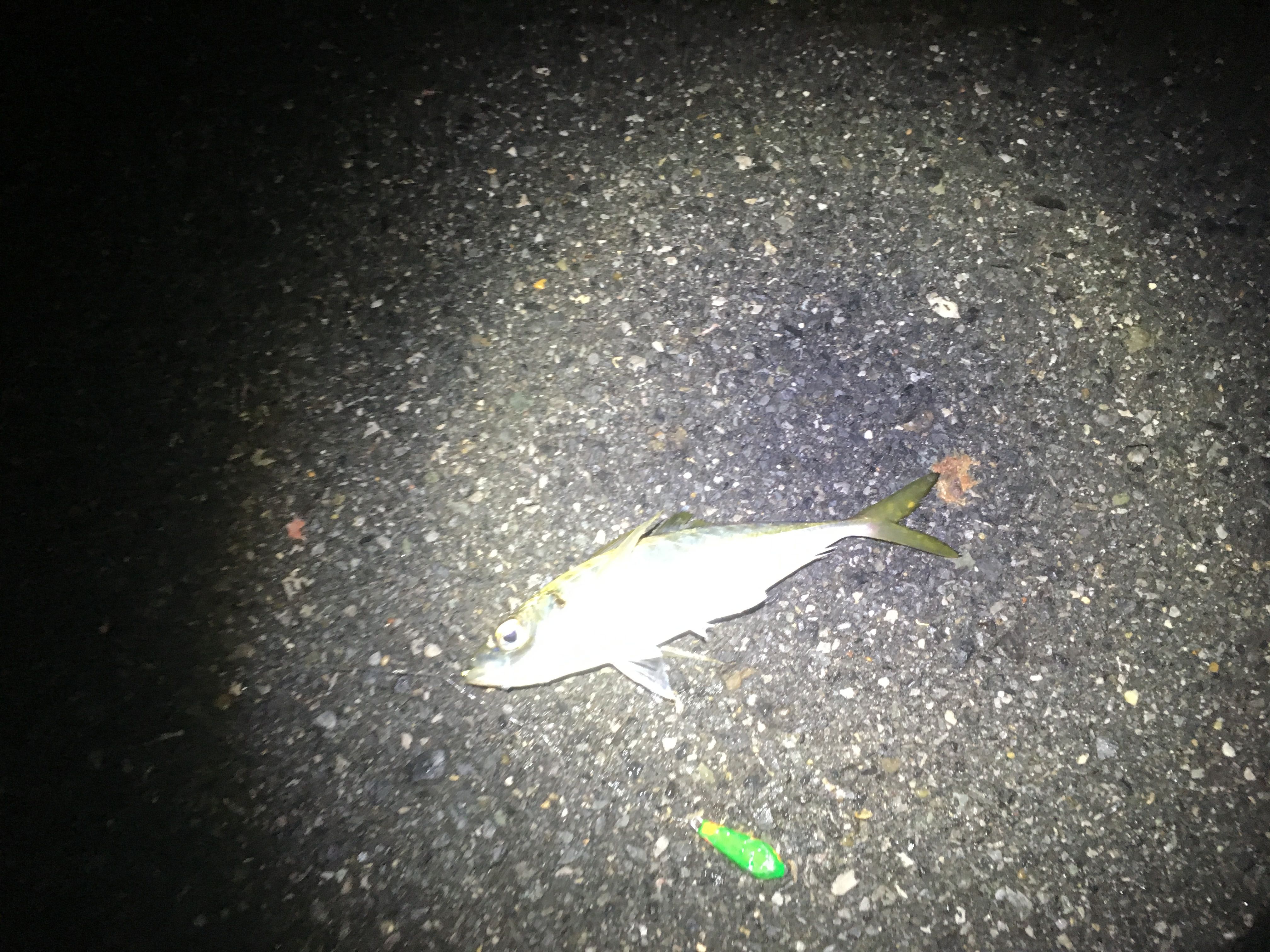 アジ釣り 職業 釣り人 楽天ブログ