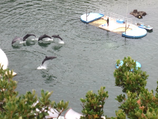 伊豆下田海中水族館