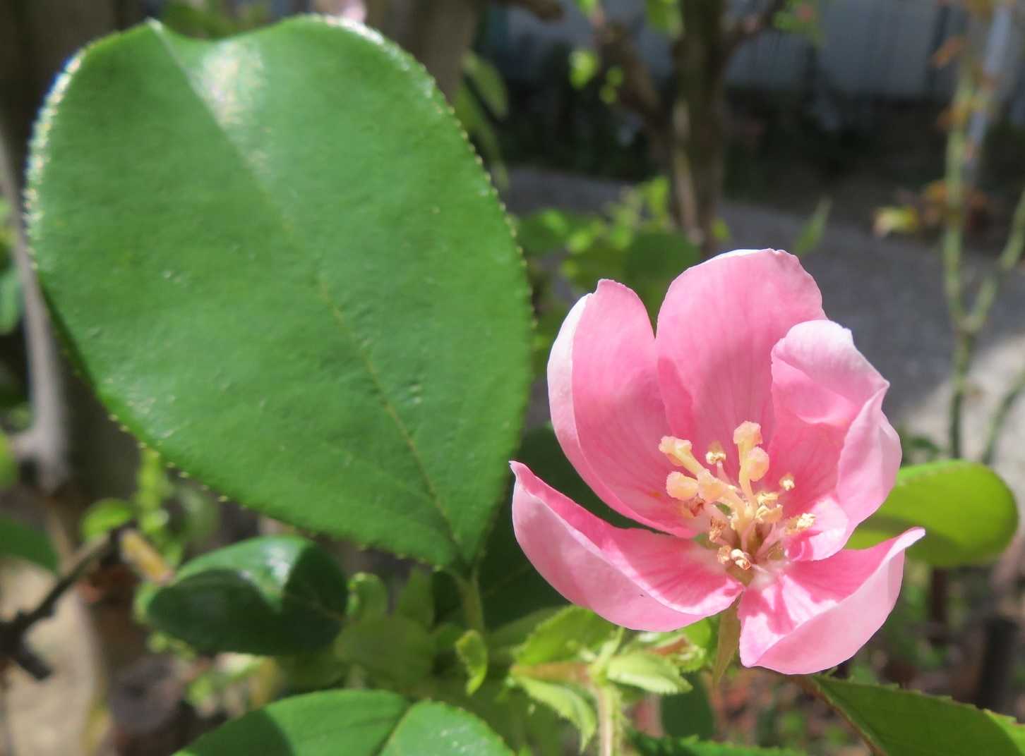 載せ遅れたカリン モモの花 だい のひとりごと 楽天ブログ