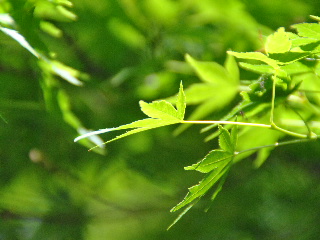 SSC_0310.JPG