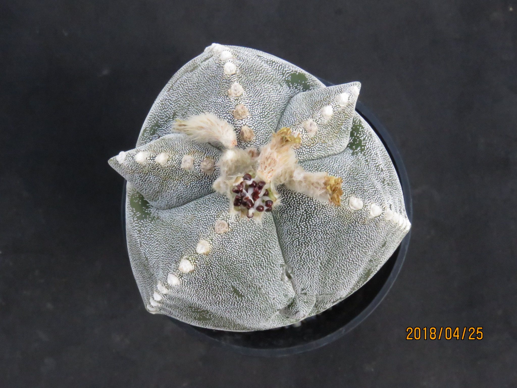 ランポー玉さんの実 びびるタニサボ達 楽天ブログ