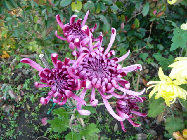 826 菊