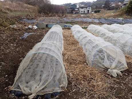 タマネギ被害 雨どい水タンク設置 葉山農園 2月初旬 暇人主婦の家庭菜園 楽天ブログ