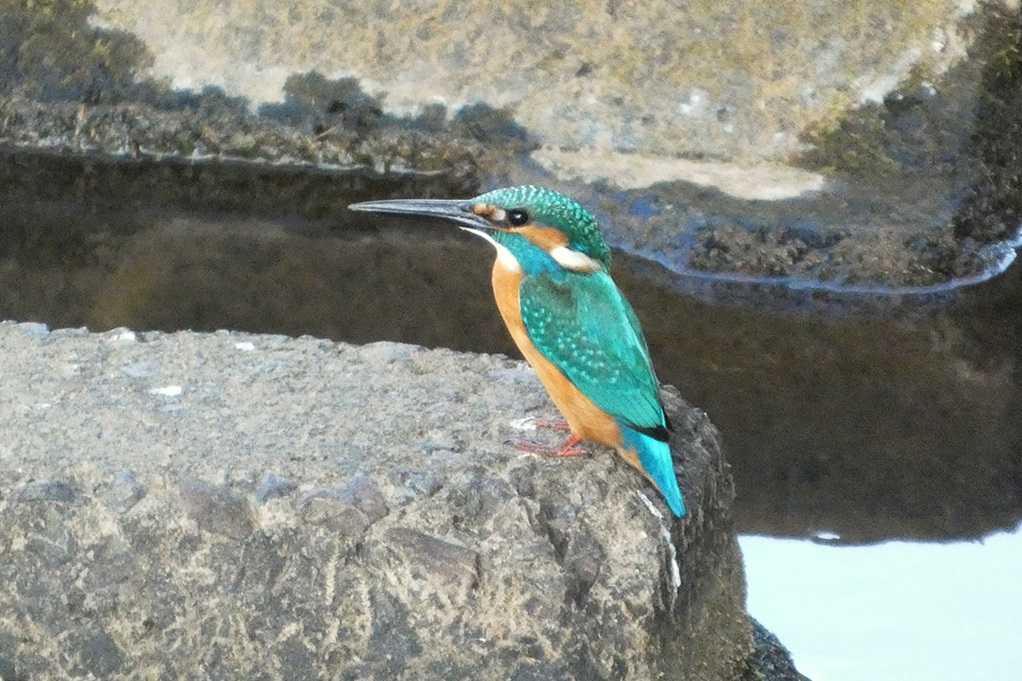 515