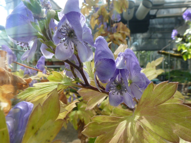 ヤマトリカブト ツツサンゴバナ コキア モリアザミ他 薬用植物園にて 写真あり 私の好きな花 楽天ブログ