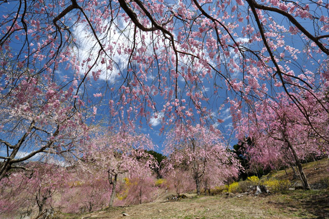 桜１