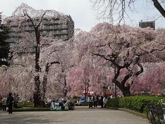 榴ヶ岡公園　.JPG