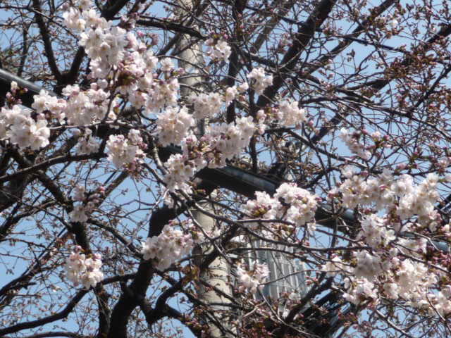 150 桜
