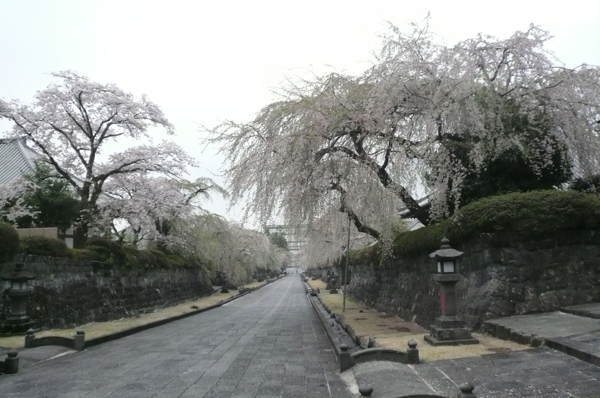 大石寺の桜 寄り道しながら万葉集 楽天ブログ