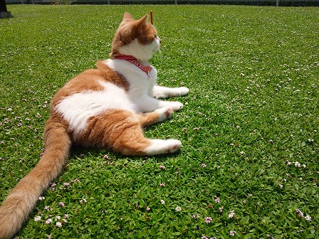 クラピアの庭で猫と涼む昼下がり1