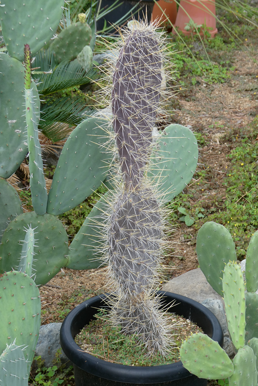 黒肌白刺ガラパゲイア(Opuntia galapageia hensl) | 小平太1098の