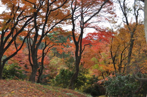 寺家公園　紅葉