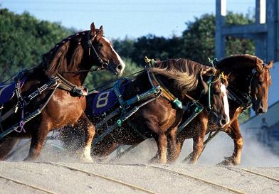 ばんえい競馬を題材にしたNHKドラマ「大地のファンファーレ」が放送されます! | 帯広市産業振興担当職員ブログ ... ばんえい競馬を題材にしたNHKドラマ「大地のファンファーレ」が放送されます! | 帯広市産業振興担当職員ブログ ...