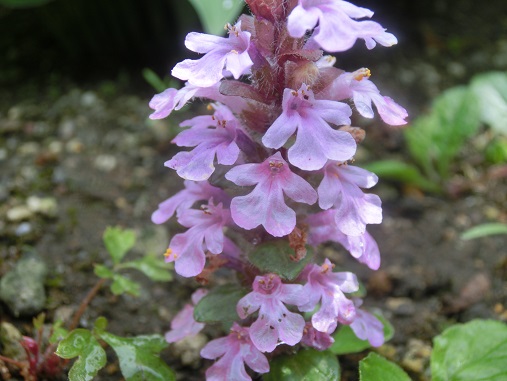 ピンクのアジュガ