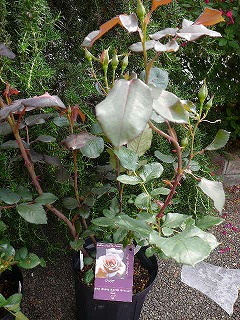 P1300325ss.jpg