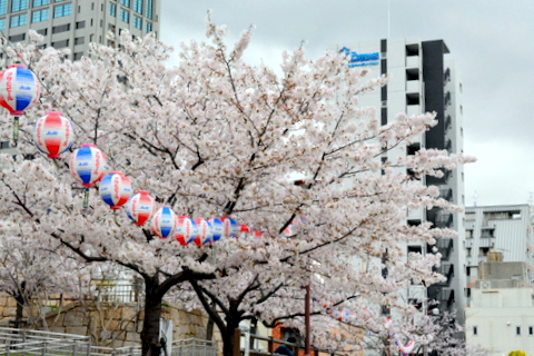 花隈公園の桜-2