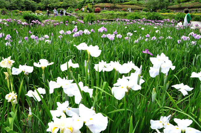 花４