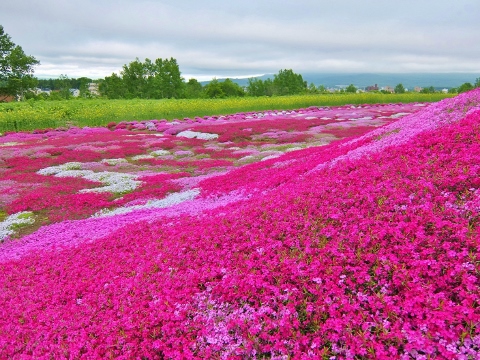 三島さんの芝桜庭園　ニセコ