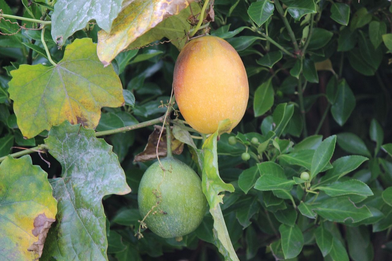 カラスウリの実２ つれづれ日記 楽天ブログ