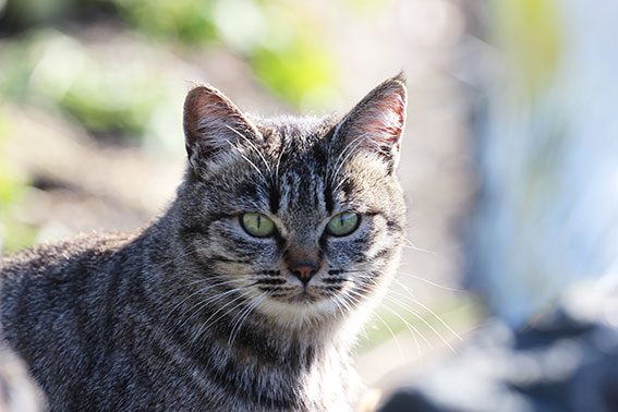 我が家のニャンコ♪2015/1/24-2