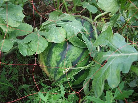 種無しスイカ　3Xジルバ　結実中　20120909