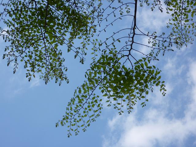 樹木２１.jpg