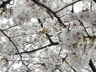 DSCN8121.jpg