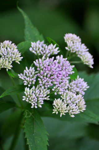 野の花のｱｯﾌﾟ