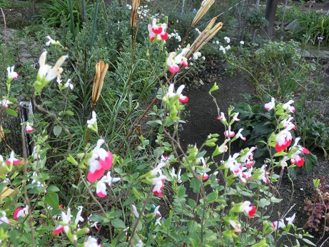 チェリーセージ