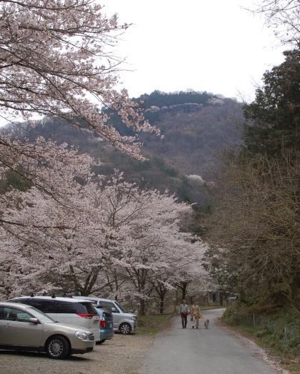 桜の名所探訪 ４ 山の神千本桜 前編 詳細版 二代目館長日記 楽天ブログ