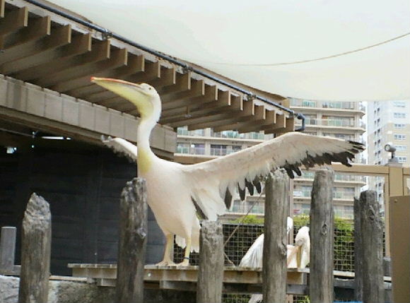 ペリカンバタバタ.JPG
