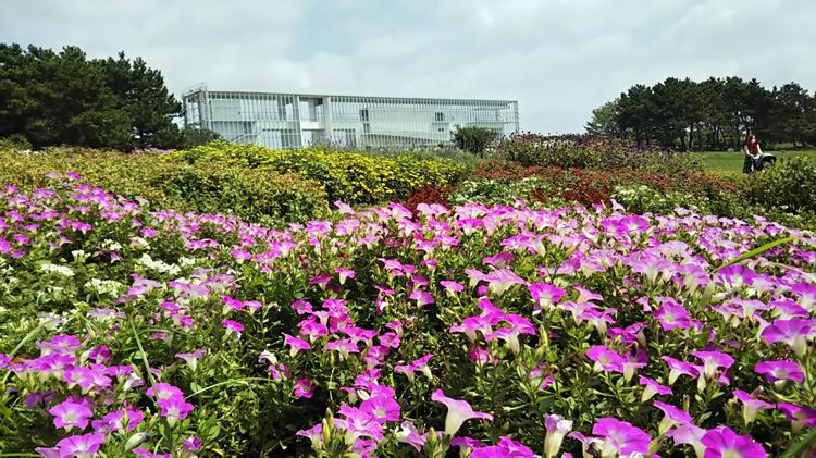 葛西臨海公園の花畑も美し ベルポンのうふふ２ 楽天ブログ