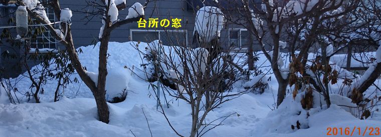 １／２３お隣さんの屋根の下.jpg