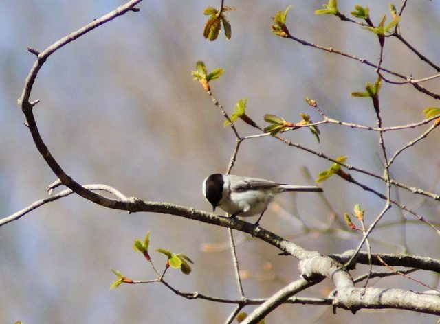 IMG_8816 (800x590).jpg