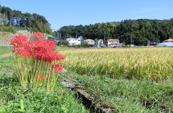 彼岸花と田んぼ 水彩楽描きノート 楽天ブログ