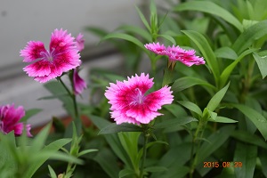 DSC_0011.JPG