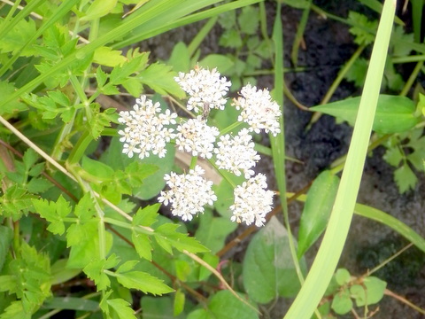 セリ　茎と葉