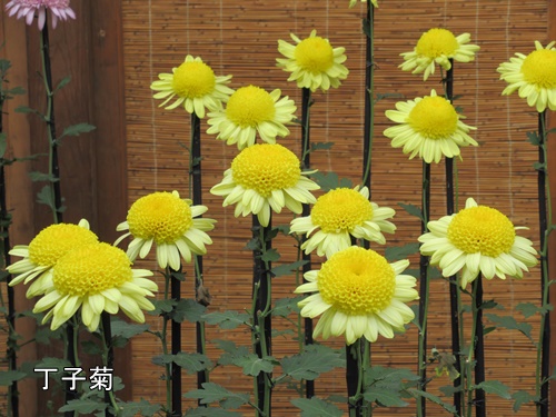 伊勢菊・丁子菊・嵯峨菊花壇