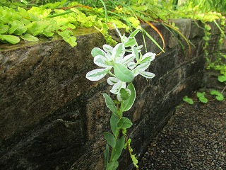 IMG_4562ss.jpg