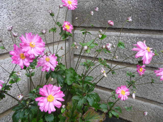 337 秋明菊