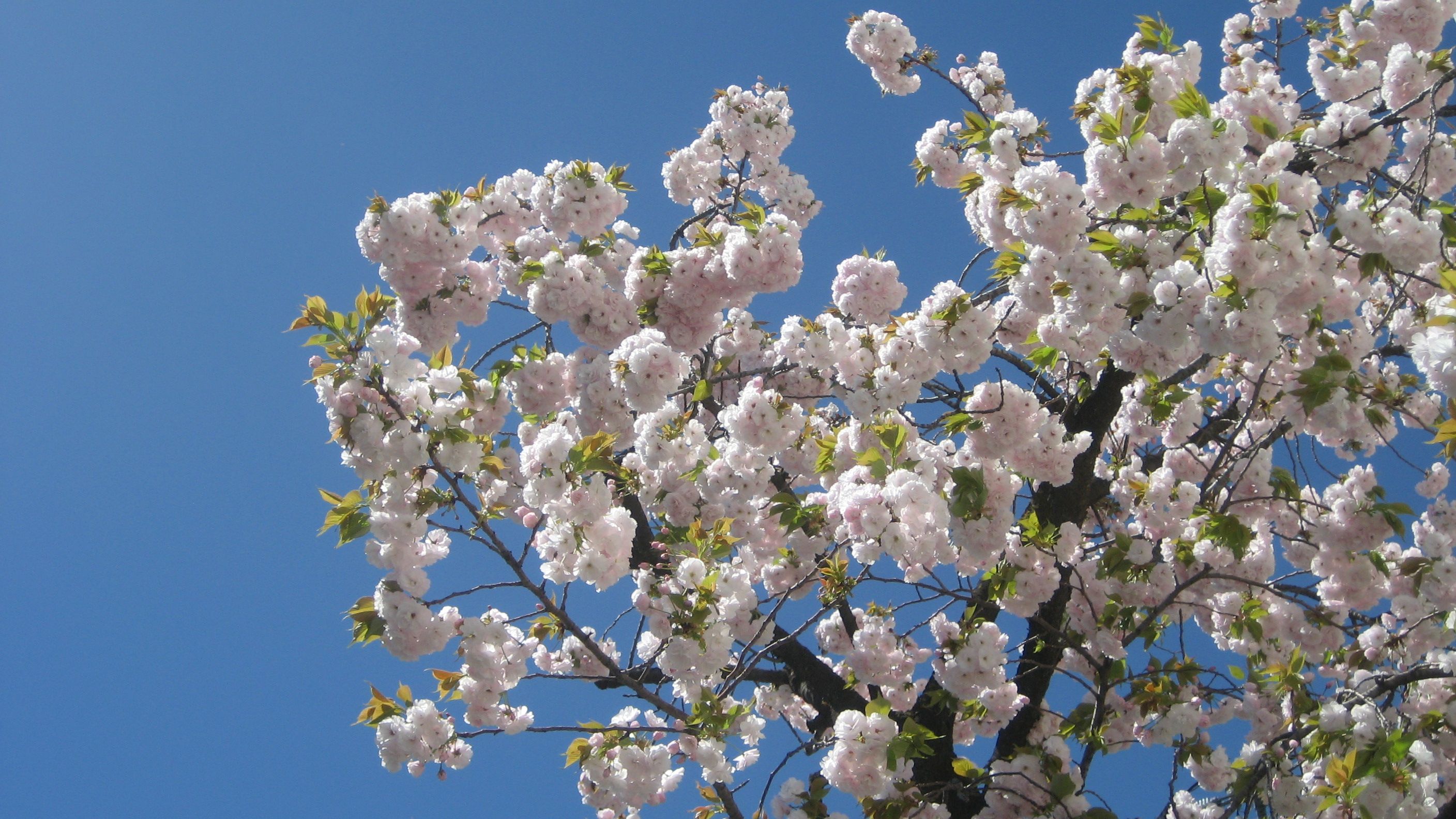 桜 さよなら 気まぐれなページ 楽天ブログ