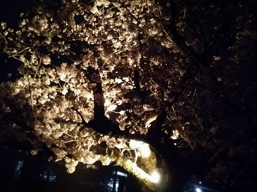 実際見ると素晴らしい桜