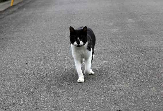 我が家のニャンコ♪2015/11/30-2