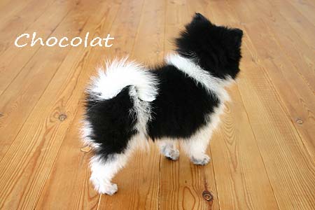 ショコラ　後ろ姿