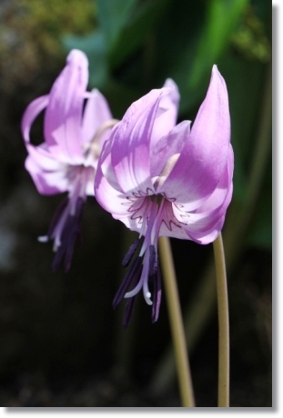 樹木公園-25 カタクリ-12 14.4.2