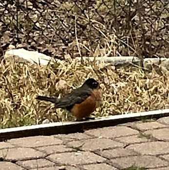 February 13 小鳥たち チョコ 天気 ３人娘とダラス生活 楽天ブログ