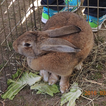 リトルワールドうさぎ