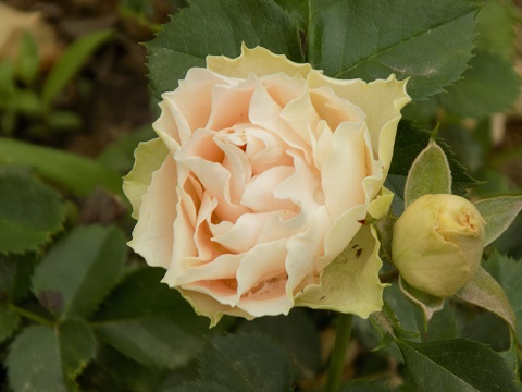 DSCN4289.JPG