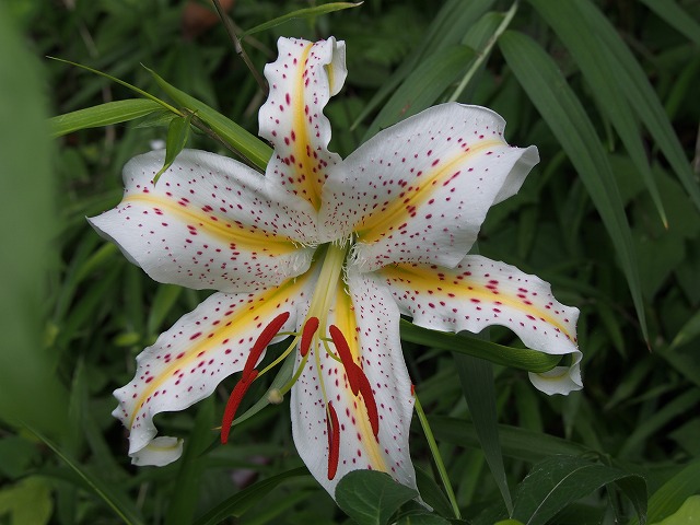 P7100327.jpg