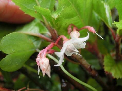 ﾔﾌﾞｺｳｼﾞの花